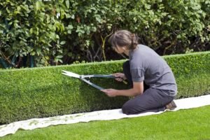 Ronporter Box Hedge Topiary 869073 300x200